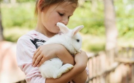 Erros comuns ao cuidar de coelhos e roedores em casa