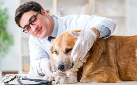 Plano de saúde para pets: prós e contras