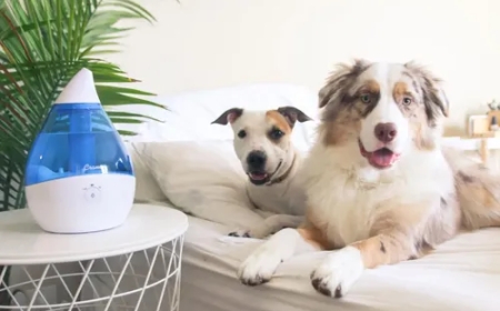 Umidificadores de ar são bons para animais de estimação?