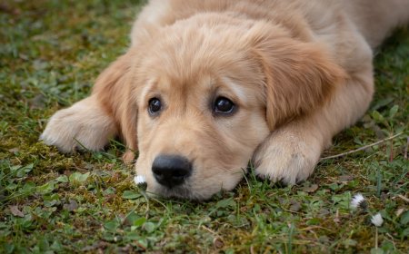 Muco nas fezes do cachorro: o que fazer e quando se preocupar