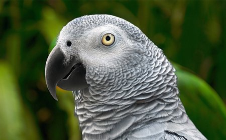 Tipos de pássaros que falam: conheça aves conhecidas por imitar sons e palavras