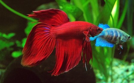 Peixe betta pode viver sozinho? O erro comum que pode comprometer a saúde dele