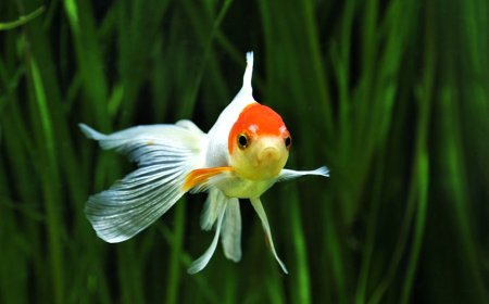 Pontos brancos no peixe: agir rápido pode fazer toda a diferença