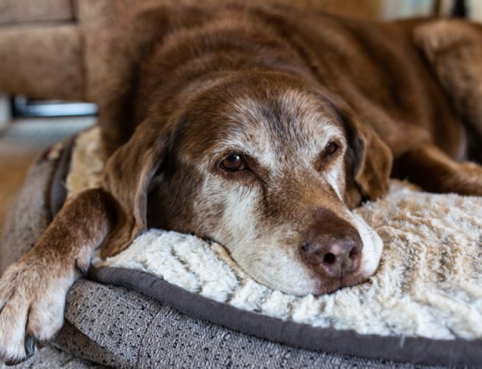 Como adaptar a casa para pets idosos com mais conforto e segurança