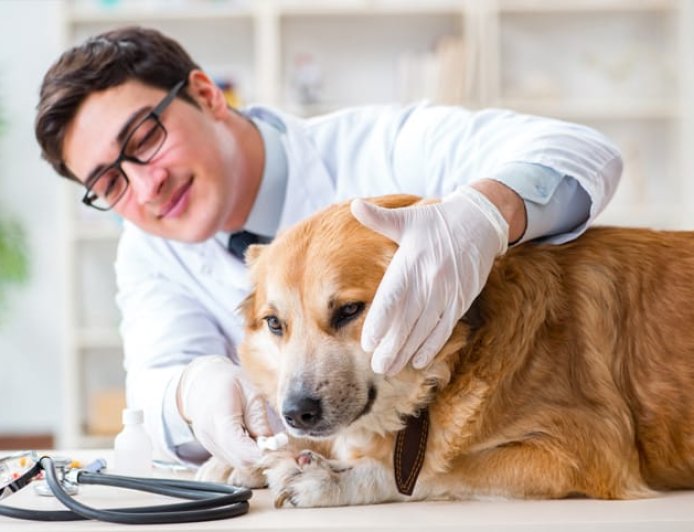 Plano de saúde para pets: prós e contras