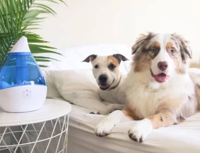 Umidificadores de ar são bons para animais de estimação?