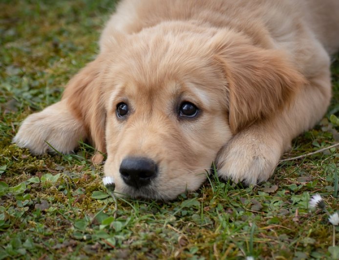 Muco nas fezes do cachorro: o que fazer e quando se preocupar