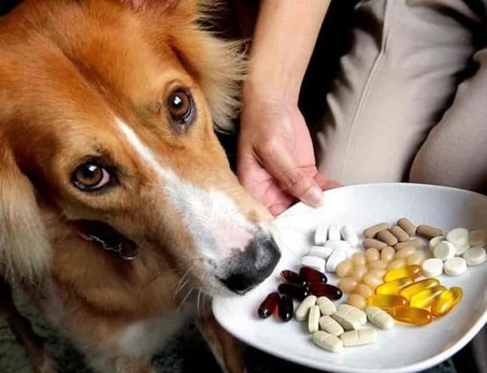 3 remédios proibidos para pets:medicamentos humanos que podem intoxicar cães e gatos