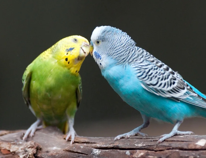 Periquito-australiano: como cuidar do jeito certo em casa