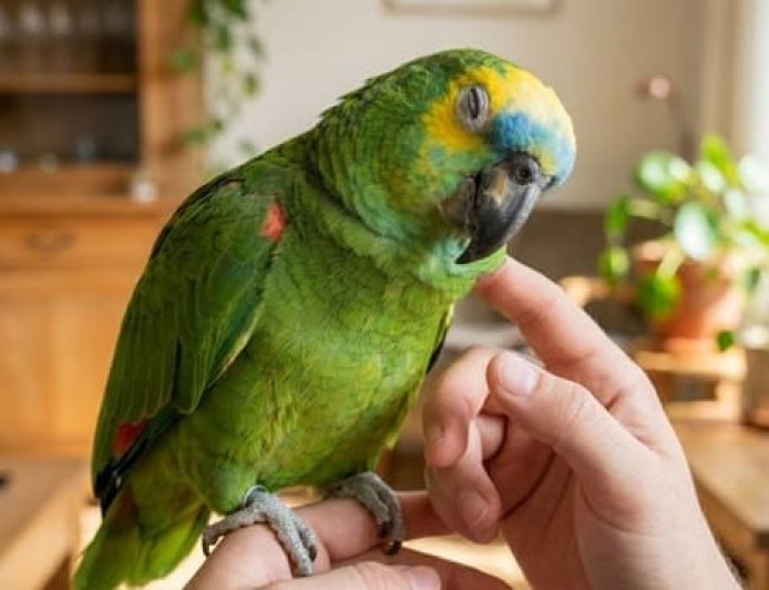 Papagaio legalizado: o que é preciso saber antes de ter um