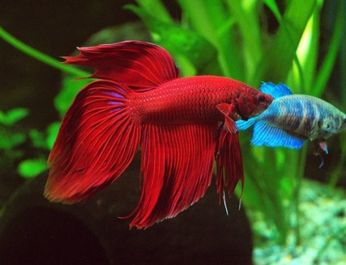 Peixe betta pode viver sozinho? O erro comum que pode comprometer a saúde dele