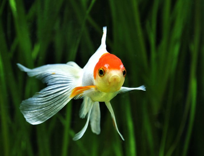 Pontos brancos no peixe: agir rápido pode fazer toda a diferença