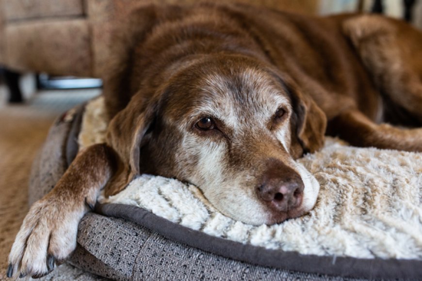 Como adaptar a casa para pets idosos com mais conforto e segurança