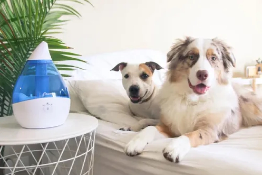 Umidificadores de ar são bons para animais de estimação?