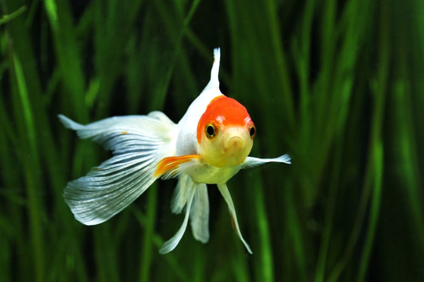 Pontos brancos no peixe: agir rápido pode fazer toda a diferença