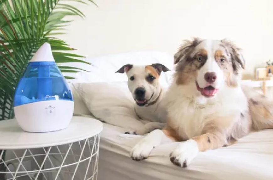 Umidificadores de ar são bons para animais de estimação?