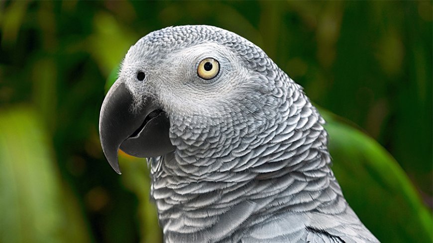 Tipos de pássaros que falam: conheça aves conhecidas por imitar sons e palavras