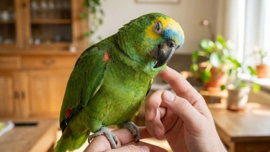 Papagaio legalizado: o que é preciso saber antes de ter um
