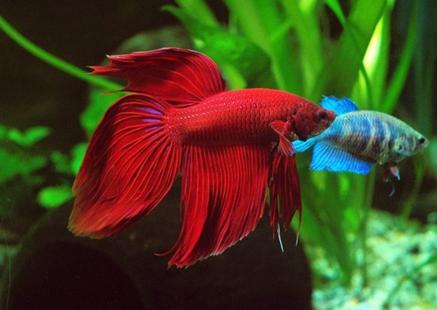 Peixe betta pode viver sozinho? O erro comum que pode comprometer a saúde dele