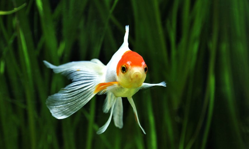 Pontos brancos no peixe: agir rápido pode fazer toda a diferença