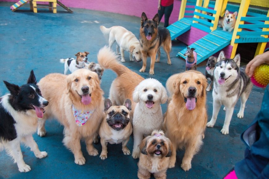 Como Escolher a Creche Perfeita para o Seu Pet
