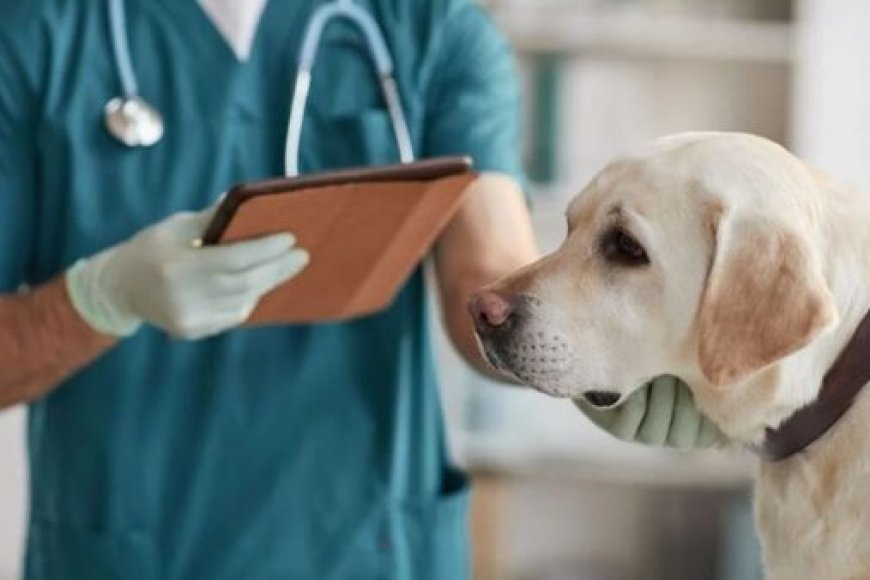 Planos de Saúde Pet: Qual Escolher? Guia Completo 2025