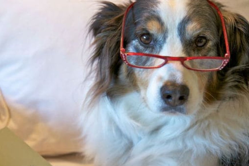 Cães Idosos: Sinais de Alerta e Como Cuidar da Saúde na Velhice