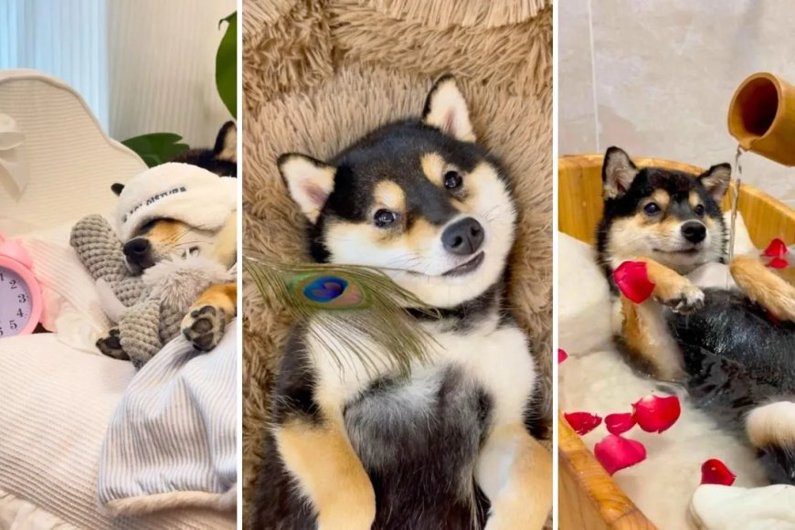 Manyu, a Shiba Inu do spa day: conheça a raça e os cuidados essenciais