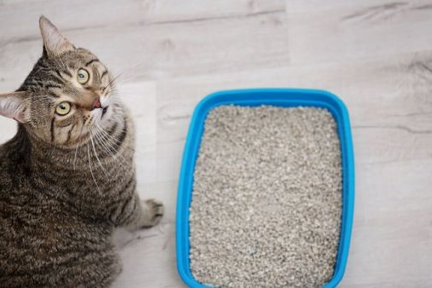 Melhor Areia para Gatos: Como Escolher a Opção Ideal para Higiene, Conforto e Praticidade