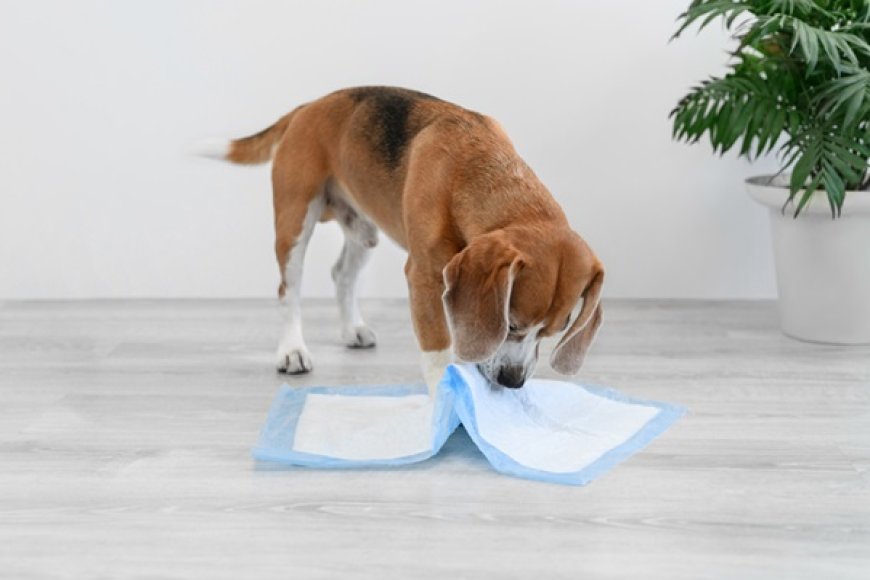 Tapete higiênico realmente funciona? Veja como ensinar seu pet do jeito certo
