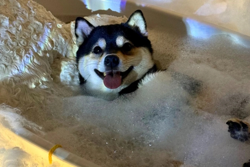 Banho e tosa em casa: guia prático para cuidar do seu pet com segurança