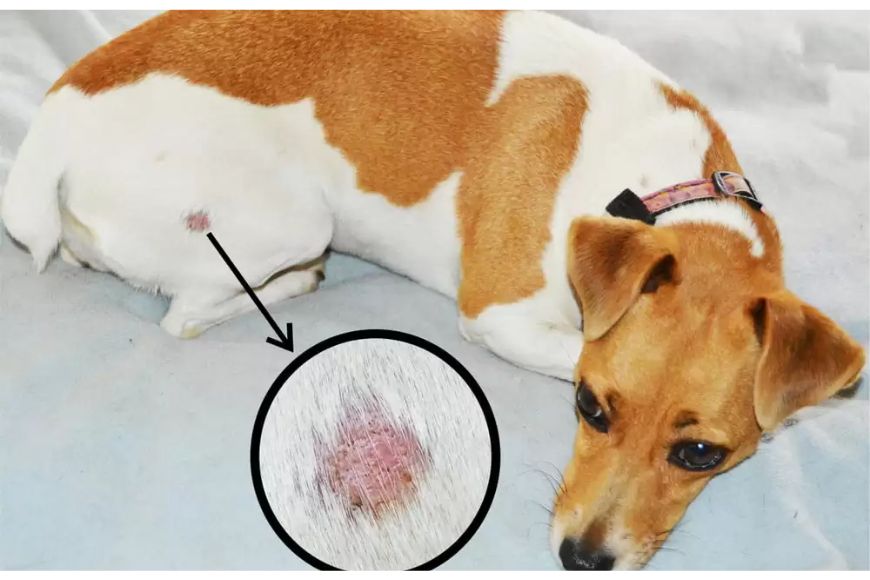 Cachorro com feridas na pele: causas mais comuns e como tratar corretamente