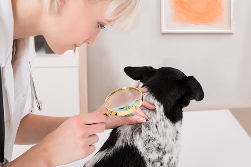 Cachorro hipoalergênico: o que isso realmente significa?