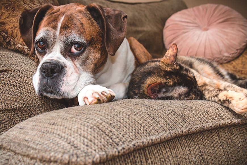 Como adaptar a casa para pets idosos com mais conforto e segurança
