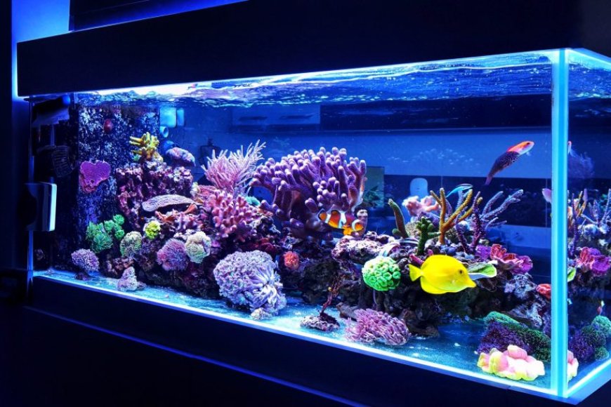 Como cuidar de peixes ornamentais: guia essencial para manter o aquário saudável