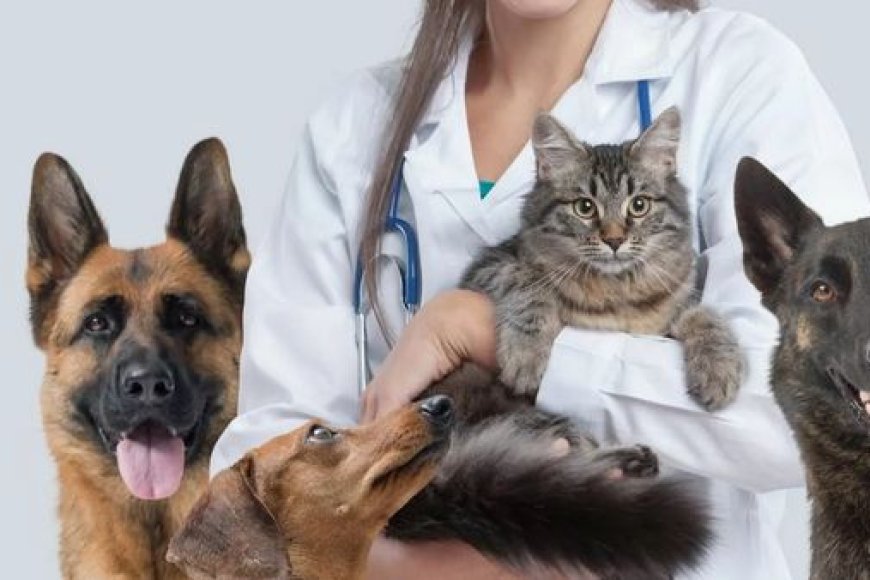 Como escolher veterinário confiável: o que avaliar antes de confiar a saúde do seu pet
