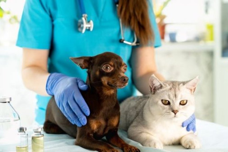 Como evitar obesidade em pets: guia para manter seu cão ou gato saudável