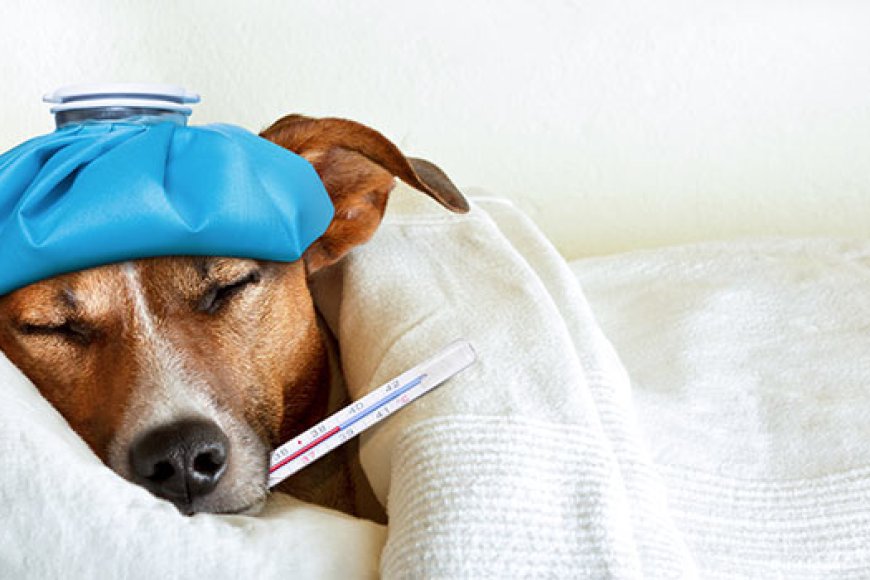 Como saber se seu pet está com dor: sinais que muitos tutores não percebem