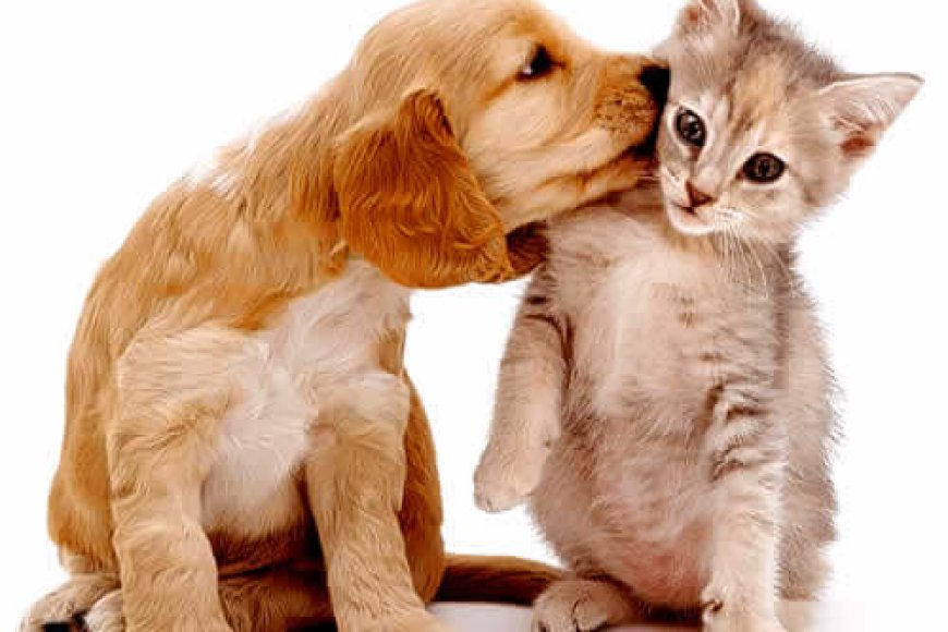 Como socializar filhotes e criar cães e gatos mais seguros e equilibrados