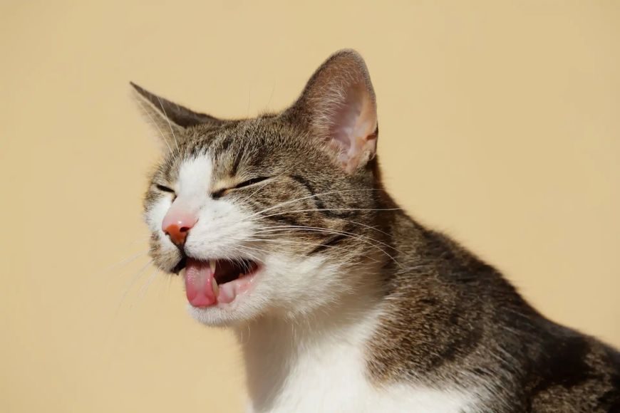 Gato com vômitos frequentes: causas, sinais de alerta e o que fazer