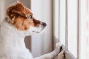 Guarda compartilhada de pets pode virar regra no Brasil o que muda para cães e gatos após a separação