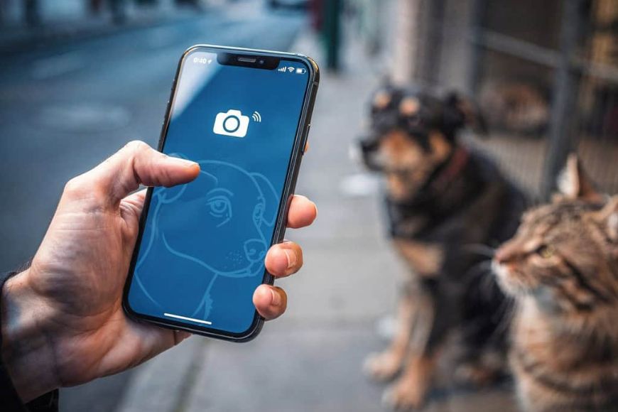 IA para encontrar pets perdidos: como a tecnologia está ajudando tutores a reencontrar cães e gatos