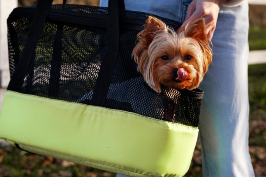 Melhores transportadoras de viagem para Cães e Gatos