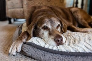 Pets idosos em alta: cresce a busca por produtos e cuidados para cães seniores