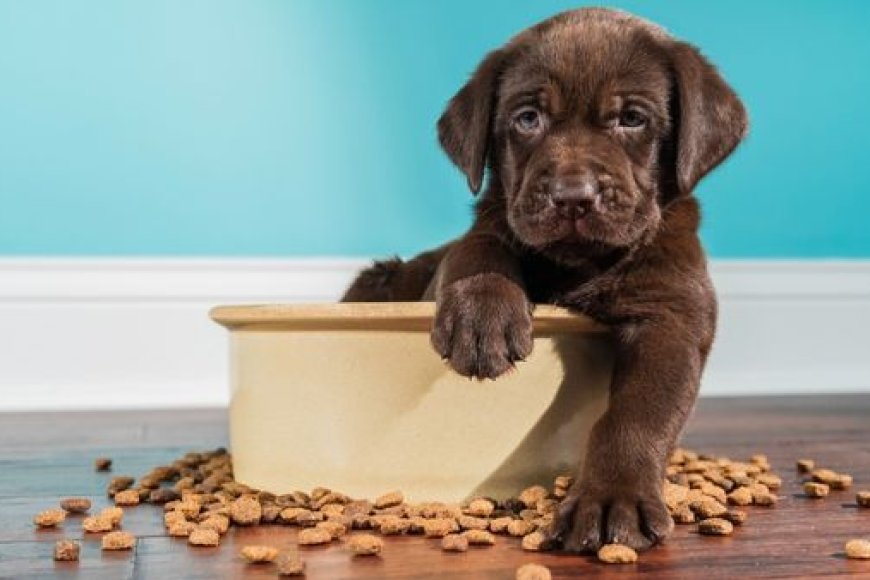 Ração premium para cães ativos: como escolher a melhor opção para energia, desempenho e saúde