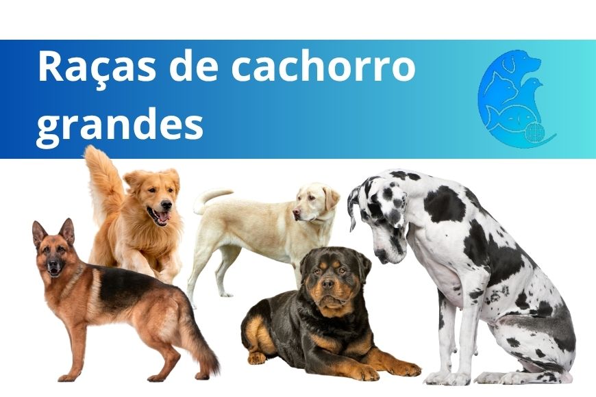 Raças de cachorro grandes: conheça as principais e descubra qual combina com você