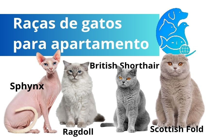 Raças de gatos para apartamento: como escolher o companheiro ideal
