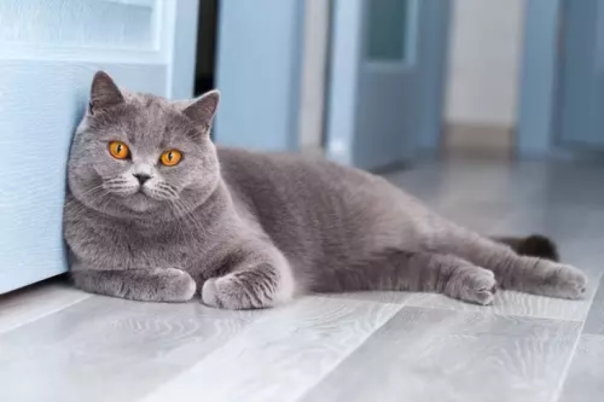 Raças de gatos que não soltam pelo: mito ou realidade?