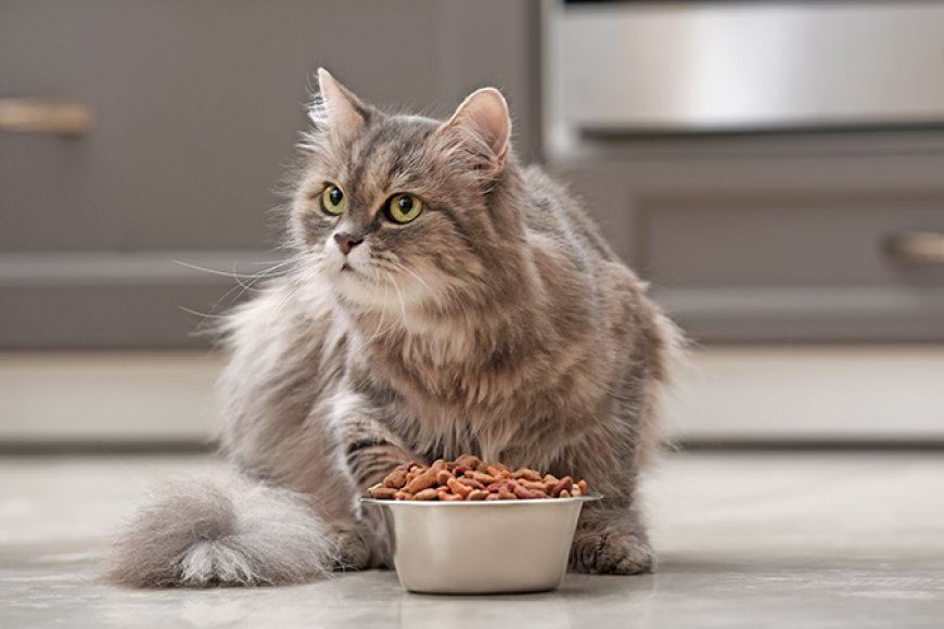 Tipos de ração premium para gatos idosos