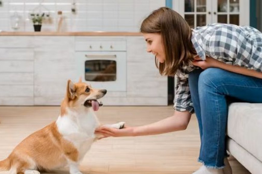 Treinamento de obediência básica para cães: por onde começar